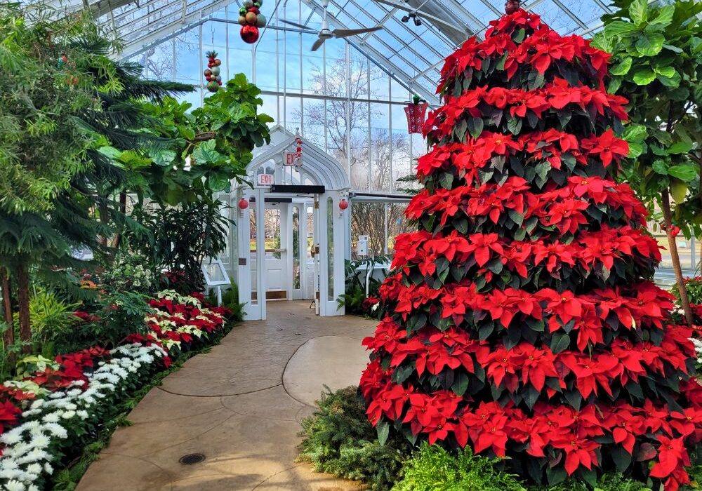 EM-Spotlight-Holiday-Flowers
