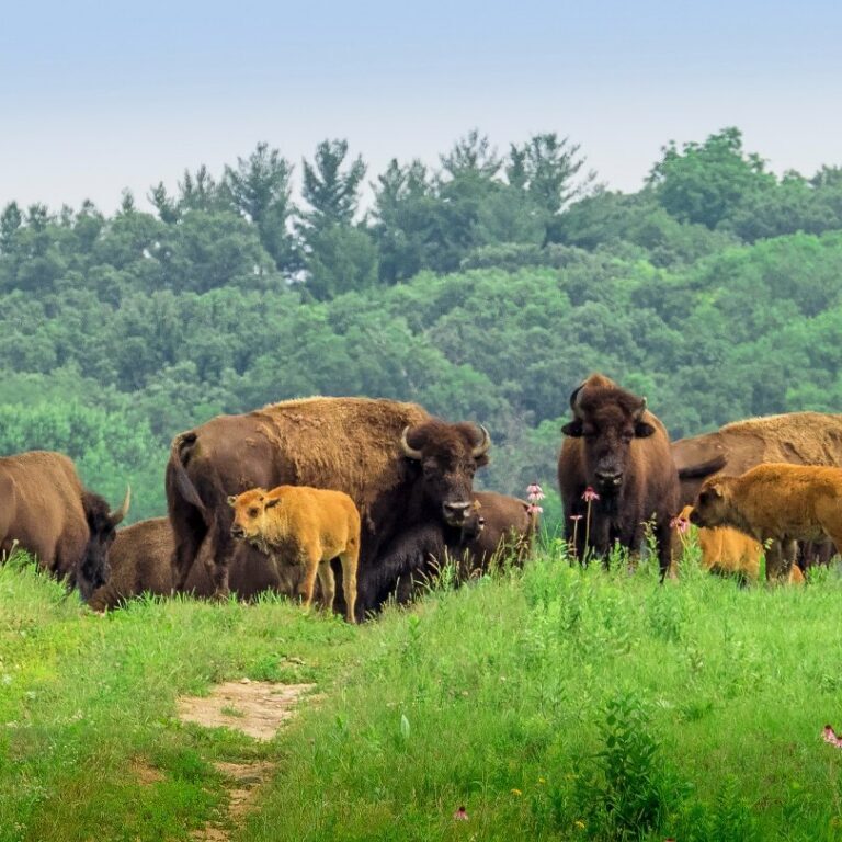 Bison roaming the Nachusa Grasslands
<br><i>Photo by Charles Larry</i>