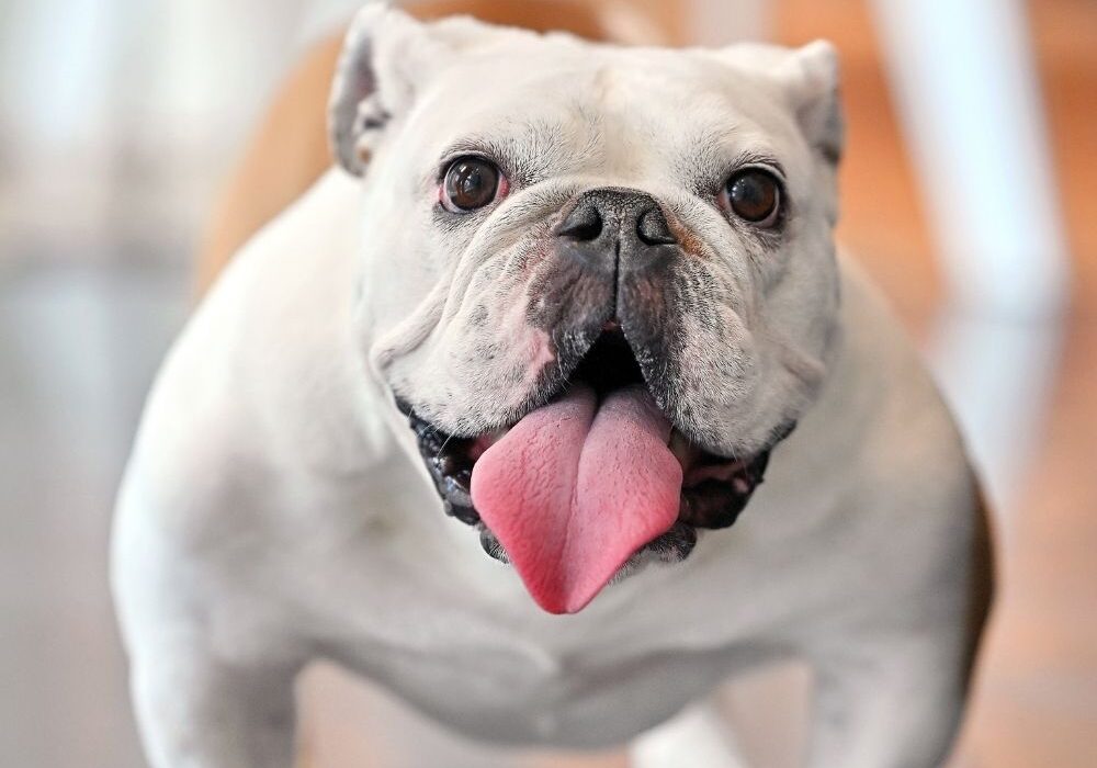 Pancake’s goofy charm and sweet personality make her a favorite everywhere she goes in Oak Brook.