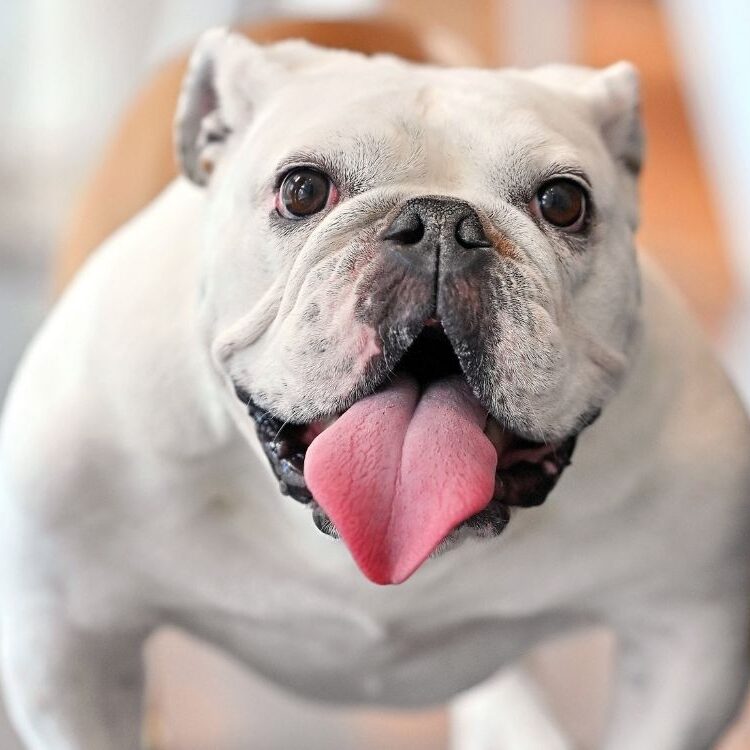 Pancake’s goofy charm and sweet personality make her a favorite everywhere she goes in Oak Brook.